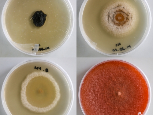 Four Petri dishes