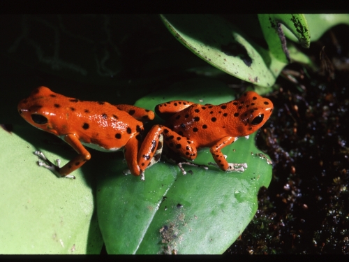 Strawberry Poison Dart Frogs