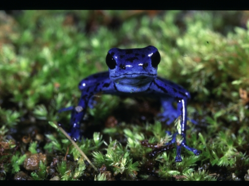 Bright blue strawberry Poison Dart Frog.