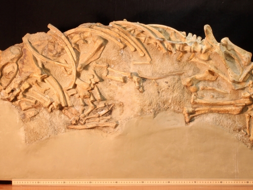 Large block containing fossilized bones