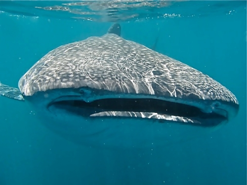 front view of whale shark