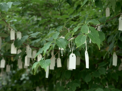 close up of notes tied to tree