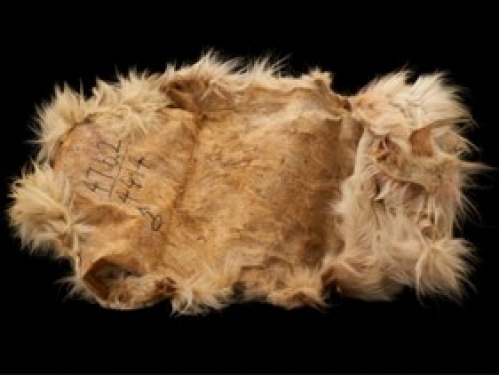 Photo of underside of tan dog pelt against black background.