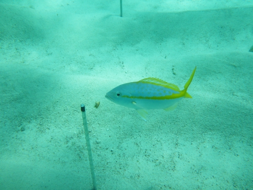 Yellowtail fish