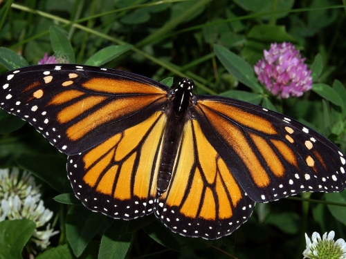 female monarch butterfly