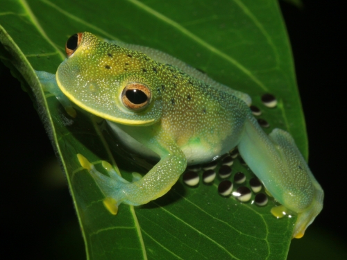 green frog on leaf