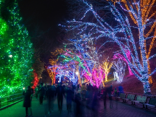 Trees festively decorated with brightly colored lights 