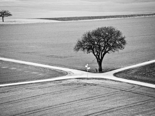 Black and white photo of tree at rural crossroads