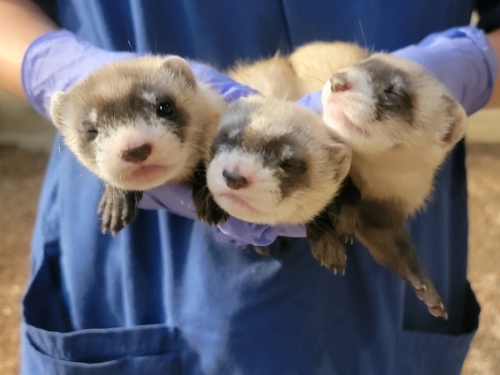 Three baby ferrets being held