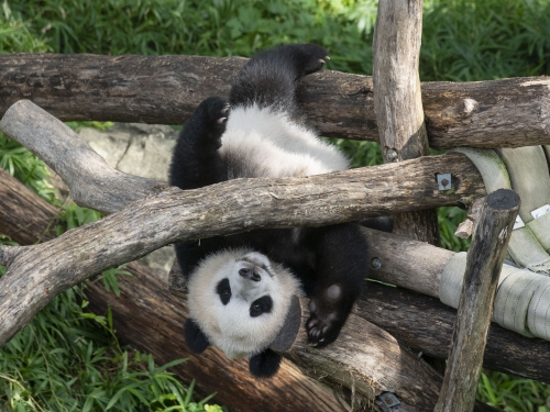 Panda climbs tree while upside down