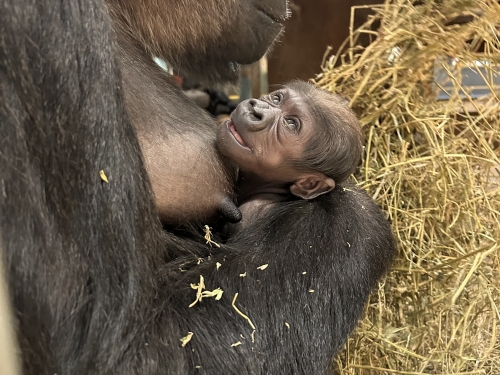 Baby Zahra looking up at her mother