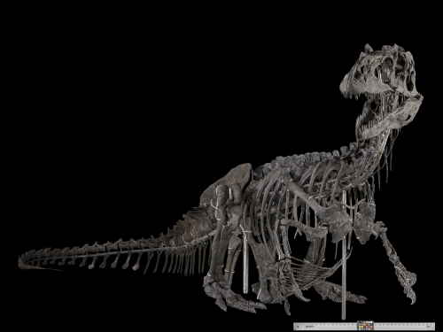 Skeleton of dinosaur with long body and tail, short front legs, and oblong skull against black background.