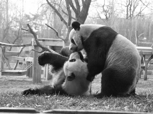 Two giant pandas wrestle