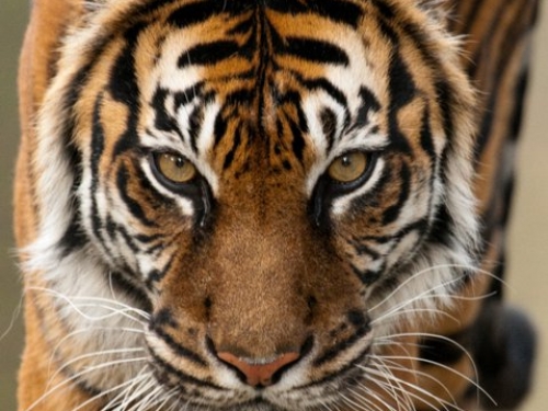 Soyono the Sumatran Tiger