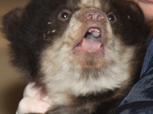 Andean bear cub