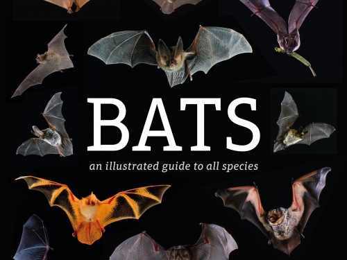 Bats book cover