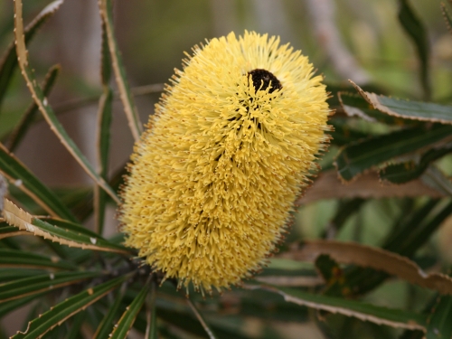 Yellow barrel-shaped flower