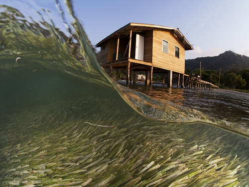 Ocean water and the foliage beneath the waves can be seen with a house above water in the bakground