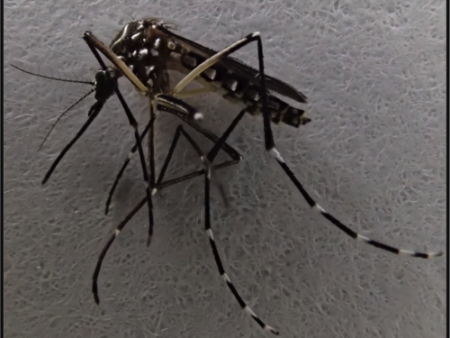 close up of mosquito
