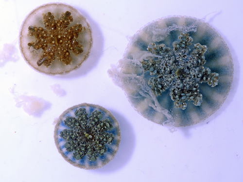 Three Cassiopea, or upside-down jellyfish
