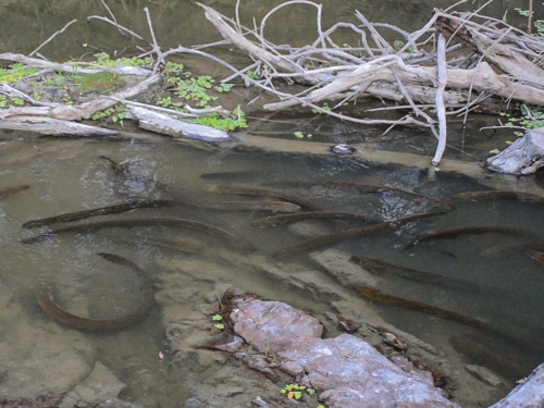 Group of eels seen hunting together 