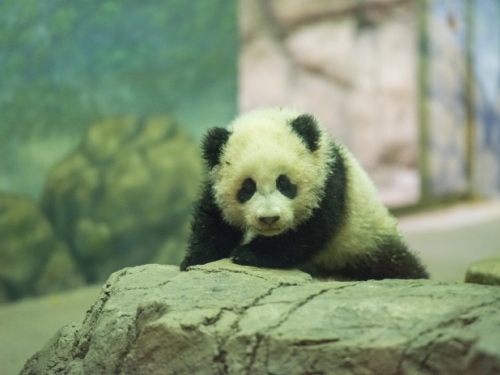 Bao Bao the baby giant panda