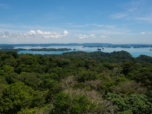 Aerial view of forest at Barro Colorado Island