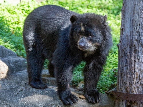 A small bear stands next to a tree