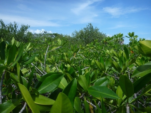 Belize Mangroves