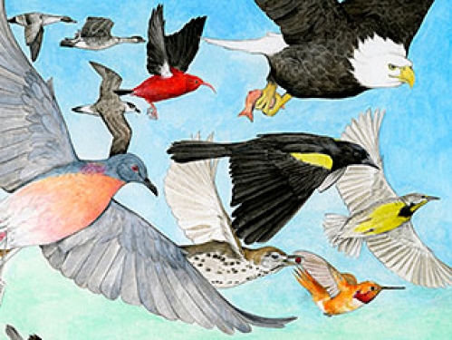 State of the Birds 2014 cover art detail