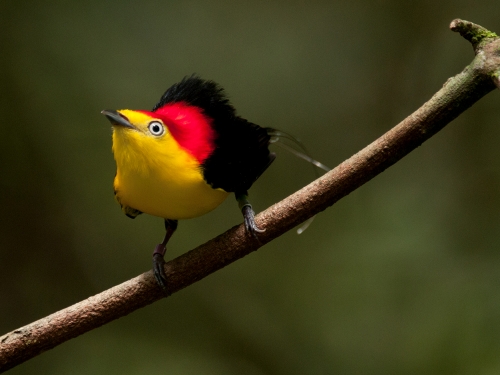 yellow bird with red back and black wings.