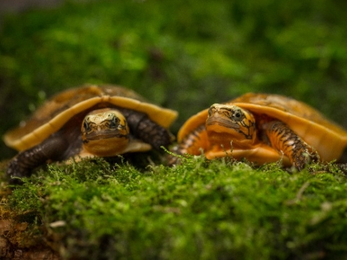 Two baby box turtles