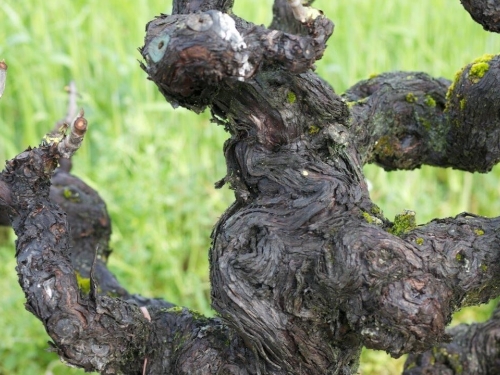 old grape vines