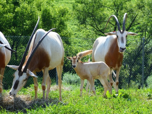 A scimitar-horned oryx named Chari with her calf.