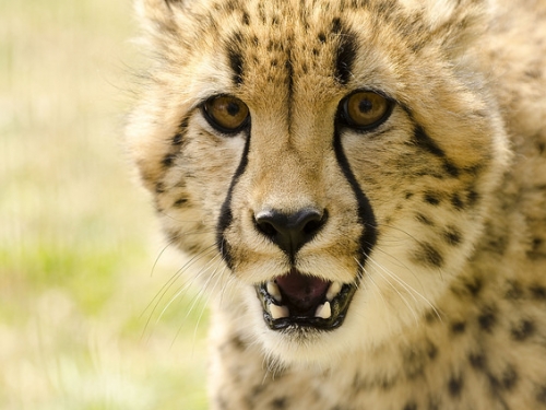 Close-up of adult cheetah