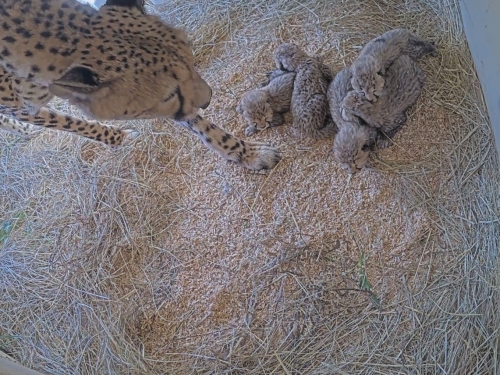 Screenshot of newborn cheetah cubs with their mother