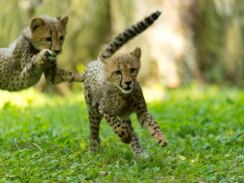 Cheetahs playing