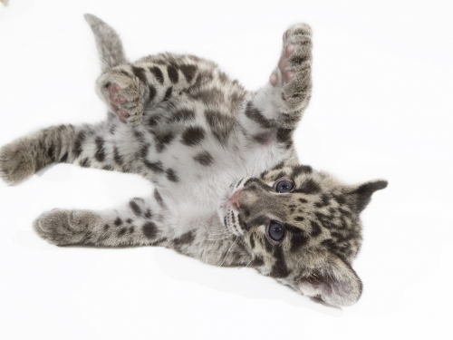 Clouded leopard cub