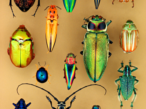 Iridescent beetles