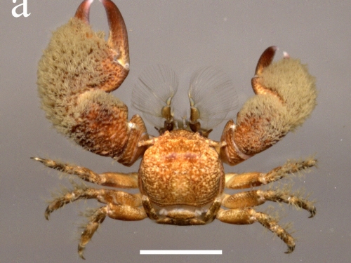Close up of porcelain crab