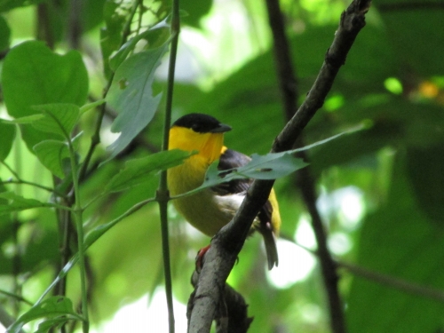 Yellow bird in trees