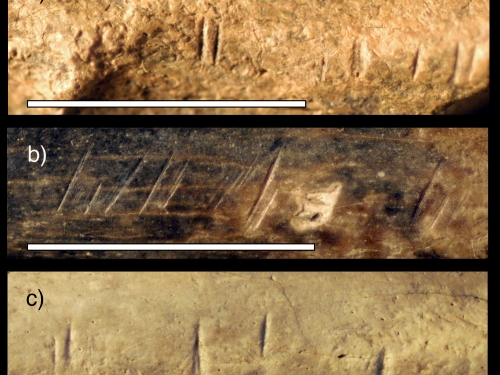Three bones showing cut marks from stone tools