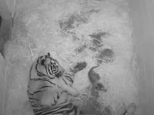 Black and white video of tiger and newborn