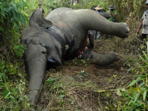 Dead elephant in Myanmar