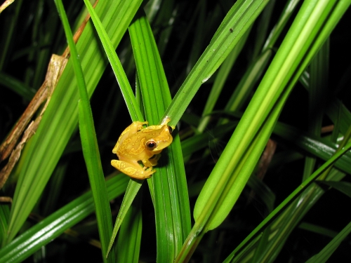 Yellow frog on green grass