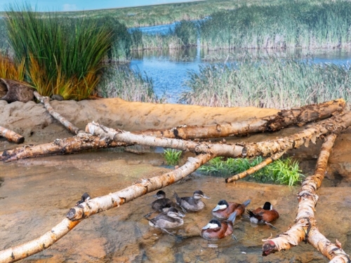 A small group of ducks swim in a naturally decorated zoo enclosure