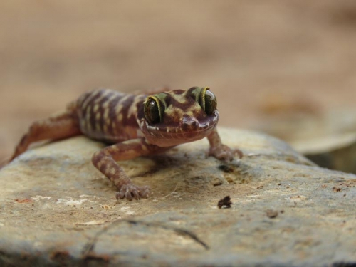 small gecko facing camera