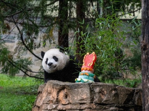 Giant panda enjoying birthday treat