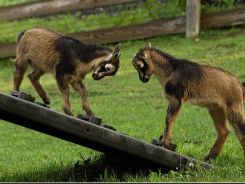 Two young goats playing