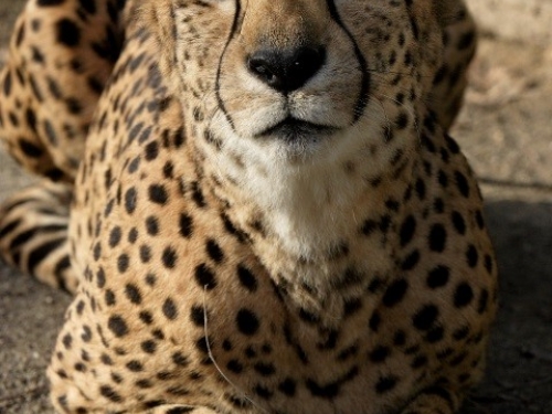 Male cheetah Granger
